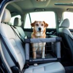 Of course, please provide the text you'd like translated, and I will assist you with the translation.