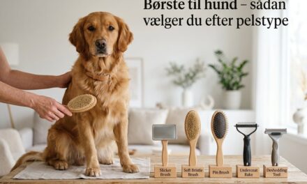 Børste til hund – sådan vælger du børste efter pelstype
