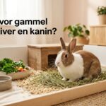 Hvor gammel bliver en kanin Typisk levetid for tamkaniner