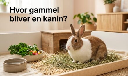 Hvor gammel bliver en kanin? Typisk levetid for tamkaniner
