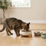 Madskål til kat guide til materialer form og størrelse